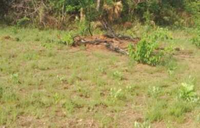 Imagem 3: . Fazenda 235 alqueires Especial para soja no Vale do Araguaia TO