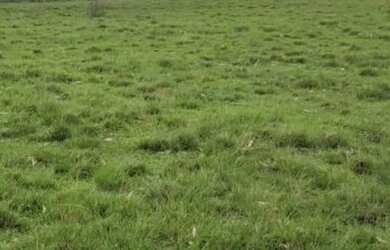 Imagem 2: VENDO FAZENDA DE 900 HECTARES EM CAÇAPAVA RIO GRANDE DO SUL