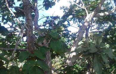 Imagem 1: Terreno1250 metros pantaime enfrente São José da lagoa Lá no posto...