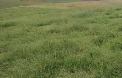 Imagem 10: VENDO FAZENDA DE 900 HECTARES EM CAÇAPAVA RIO GRANDE DO SUL