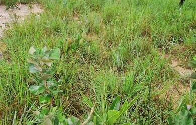 Imagem 11: Fazenda 158 hectares valor 1.120.000