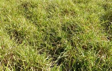 Imagem 6: Fazenda 705 ha ou 291,32 alq paulista em Presidente Olegário MG