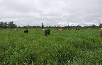 Imagem 3: R$1,2 milhões 75 hectares pronta fazendinha há 72 km de Belém