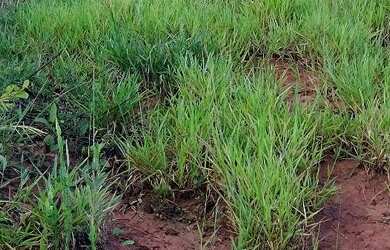 Imagem 3: Terreno área rural. 3.000m² de Área