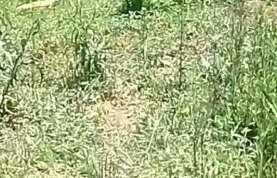 Imagem: O terreno possui 6m² de Área e está localizado em Jardim