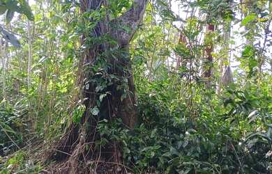 Imagem 10: Terreno para chácara. 58.888m² de Área