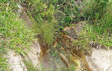 Imagem 3: VENDO urgente esta CHÁCARA