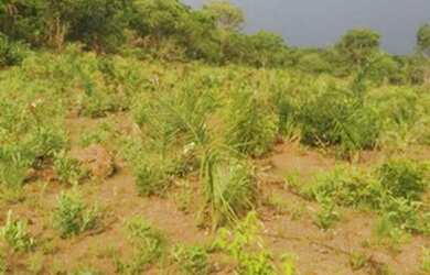 Imagem 9: . Fazenda 235 alqueires Especial para soja no Vale do Araguaia TO