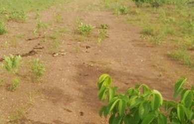 Imagem 5: . Fazenda 235 alqueires Especial para soja no Vale do Araguaia TO