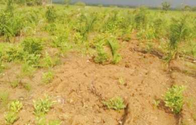 Imagem 10: . Fazenda 235 alqueires Especial para soja no Vale do Araguaia TO