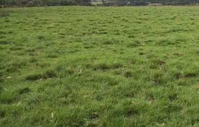 Imagem 7: VENDO FAZENDA DE 900 HECTARES EM CAÇAPAVA RIO GRANDE DO SUL