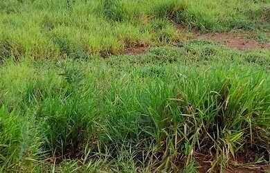 Imagem 5: Terreno área rural. 3.000m² de Área