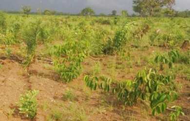 Imagem 2: . Fazenda 235 alqueires Especial para soja no Vale do Araguaia TO