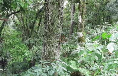 Imagem 3: Terreno à venda em Canela