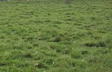 Imagem 5: VENDO FAZENDA DE 900 HECTARES EM CAÇAPAVA RIO GRANDE DO SUL
