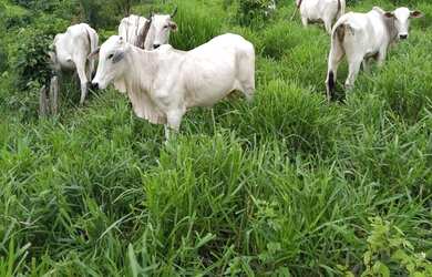 Imagem: A fazenda possui 110m² de Área e está localizado em PR à