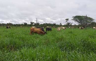 Imagem: A fazenda possui 100000-0m² de Área e está localizado em