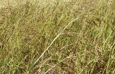 Imagem 4: Fazenda 705 ha ou 291,32 alq paulista em Presidente Olegário MG