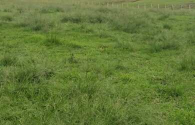 Imagem 8: VENDO FAZENDA DE 900 HECTARES EM CAÇAPAVA RIO GRANDE DO SUL