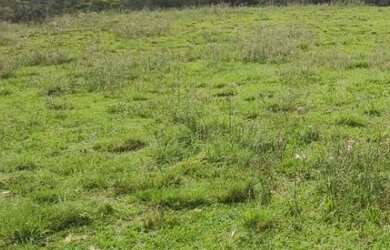 Imagem 1: VENDO FAZENDA DE 900 HECTARES EM CAÇAPAVA RIO GRANDE DO SUL