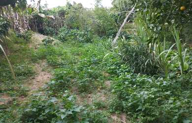 Imagem 3: Vende-se lote. 300m² de Área