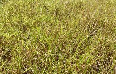 Imagem 7: Fazenda 705 ha ou 291,32 alq paulista em Presidente Olegário MG