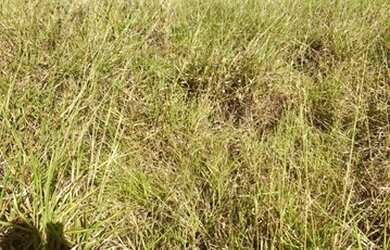 Imagem 9: Fazenda 705 ha ou 291,32 alq paulista em Presidente Olegário MG