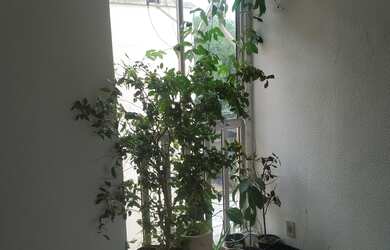 Imagem 6: Apartamento Apartamento com 2 dormitórios