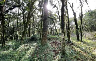 Imagem: O terreno possui 770m² de Área e está localizado em Canela