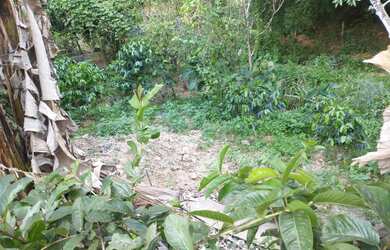 Imagem 4: Vende-se lote. 300m² de Área