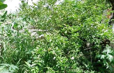 Imagem 6: Vendo uma casa. 1 Banheiroe2 Dormitórios