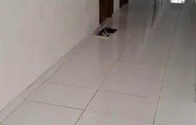 Imagem: O apartamento possui 2 Dormitórios, 1 Banheiro e está localizado