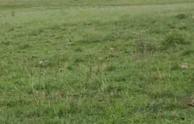 Imagem 4: VENDO FAZENDA DE 900 HECTARES EM CAÇAPAVA RIO GRANDE DO SUL