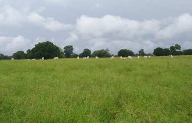 Imagem: A fazenda está localizado em Bom Jesus da Lapa, BA à venda