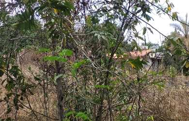 Imagem 11: Jóia Rara Lote nas Mansões de Recreio Estrela Dalva VII com Córrego...