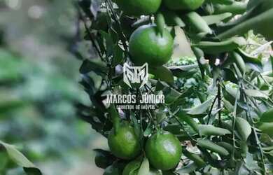 Imagem 12: LINDA CHACARA NA ESTRADA DA PRODUÇÃO A 13 KM DE MONTES CLAROS COM OTIMA...