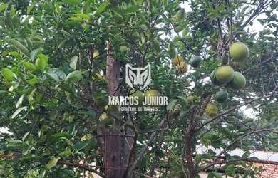 Imagem 15: LINDA CHACARA NA ESTRADA DA PRODUÇÃO A 13 KM DE MONTES CLAROS COM OTIMA...