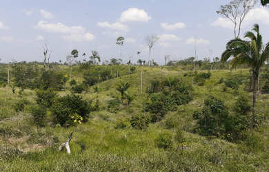 Imagem 8: Vendo Terra 200 alqueires 50 alqueires formado Manoel Urbano Acre