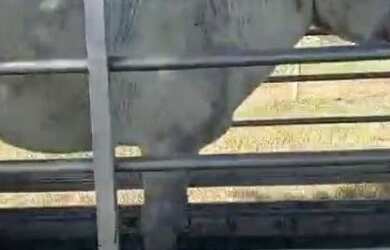 Imagem 7: Fazenda A Venda em Arinos - Mg - 226 Ha - Plana