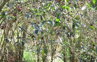 Imagem 7: Fazenda de agricultura orgânica, onde se produz excelente café reconhecido...
