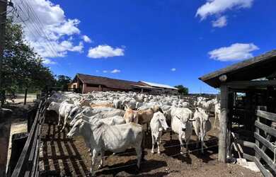 Imagem: A fazenda possui 2.516.800m² de Área e está localizado em