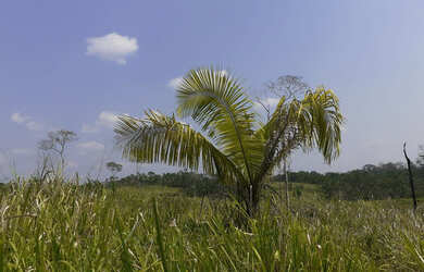 Imagem 11: Vendo Terra 200 alqueires 50 alqueires formado Manoel Urbano Acre