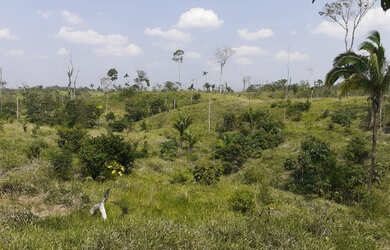 Imagem 6: Vendo Terra 200 alqueires 50 alqueires formado Manoel Urbano Acre