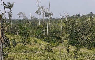 Imagem: A fazenda está localizado em Manoel Urbano, AC à venda por