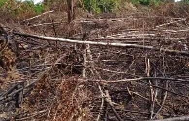 Imagem 1: Terreno 25x50. 1.250m² de Área