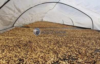 Imagem 6: Fazenda de agricultura orgânica, onde se produz excelente café reconhecido...