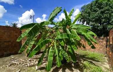 Imagem 5: Vendo terreno em fortaleza
