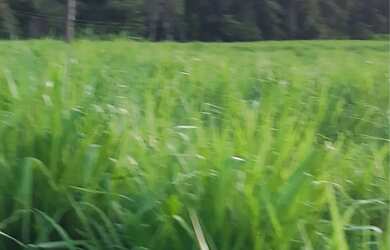 Imagem 6: Fazenda no Goiás. 