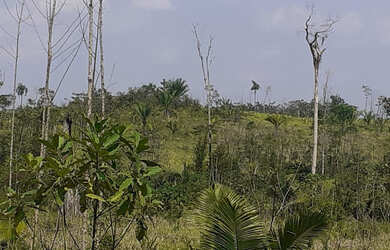 Imagem 3: Vendo Terra 200 alqueires 50 alqueires formado Manoel Urbano Acre