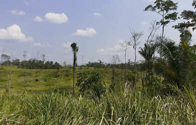 Imagem 15: Vendo Terra 200 alqueires 50 alqueires formado Manoel Urbano Acre